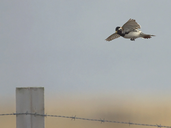Lapinsirkku, Lapland Longspur, Calcarius lapponicus